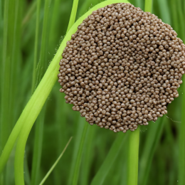 φαγόπυρο buckwheat